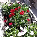 Apartment Apartma Natura Bled